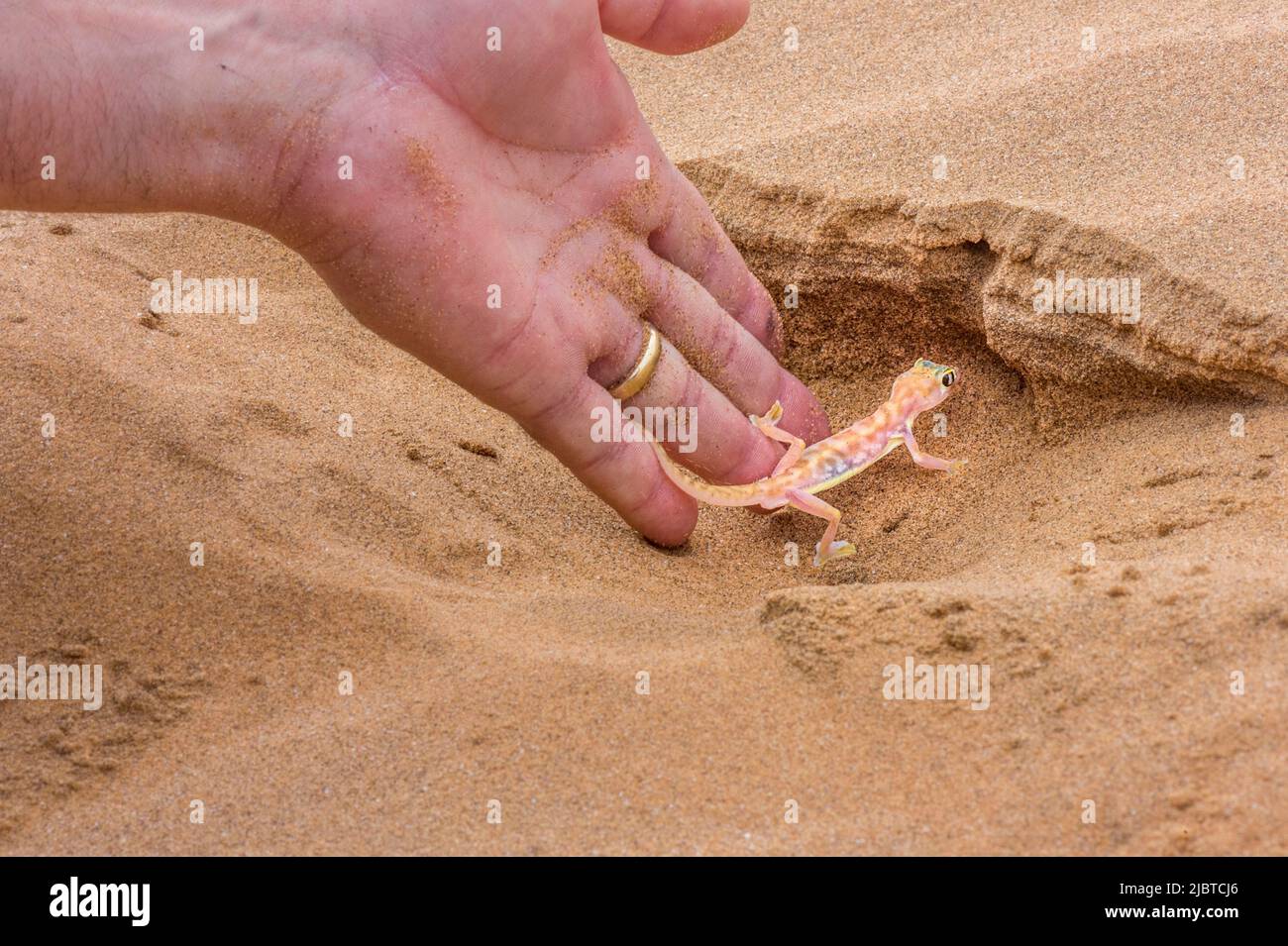 Namibie, Côte des squelettes, région d'Erongo, Swakopmund, désert du Namib, Gecko ou Palmatogecko (Pachydactylus rangei) endémique au désert du Namib Banque D'Images