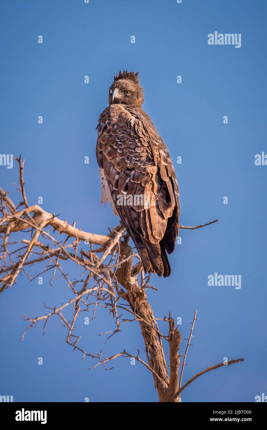 Namibie, région de Kunene, Parc national d'Etosha, Aigle martial (Polemaetus bellicosus) Banque D'Images
