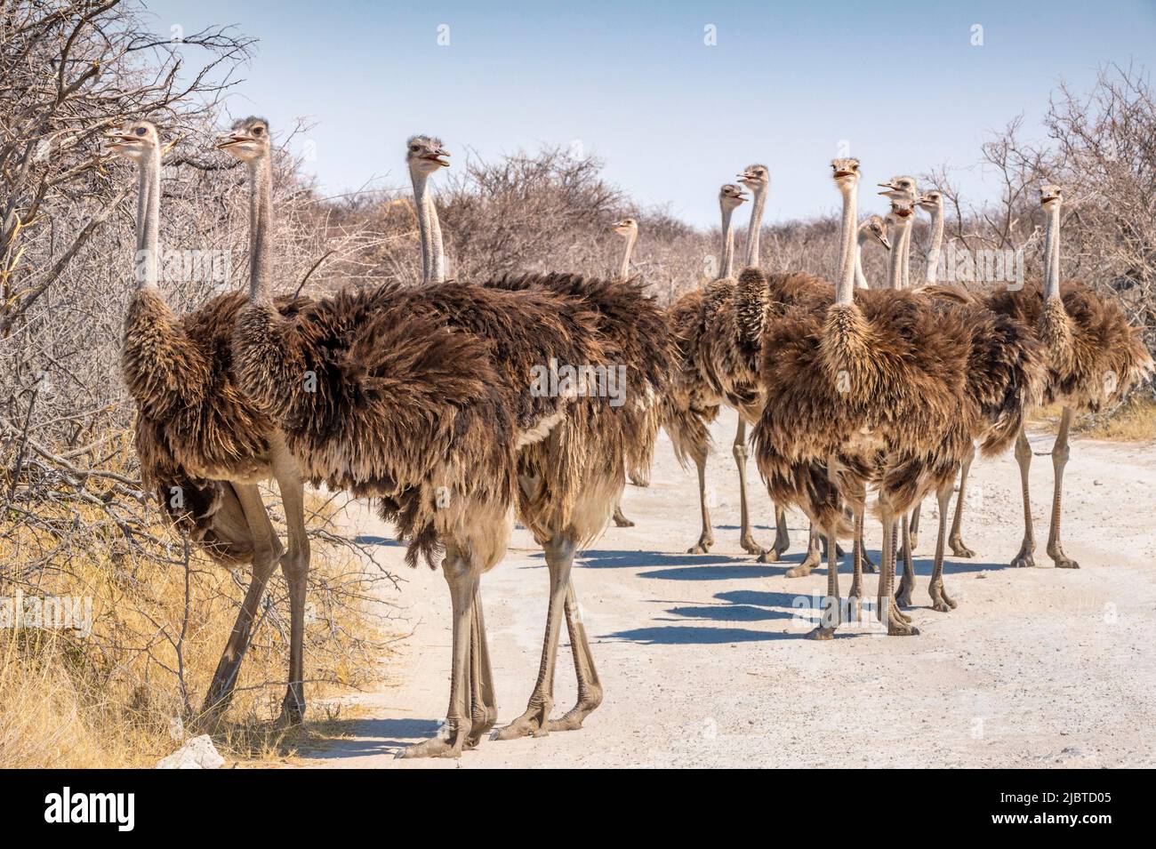 Namibie, région de Kunene, Parc national d'Etosha, bassin d'eau Klein Okevi, Ostrich africain (Struthio camelus) sur la piste Banque D'Images