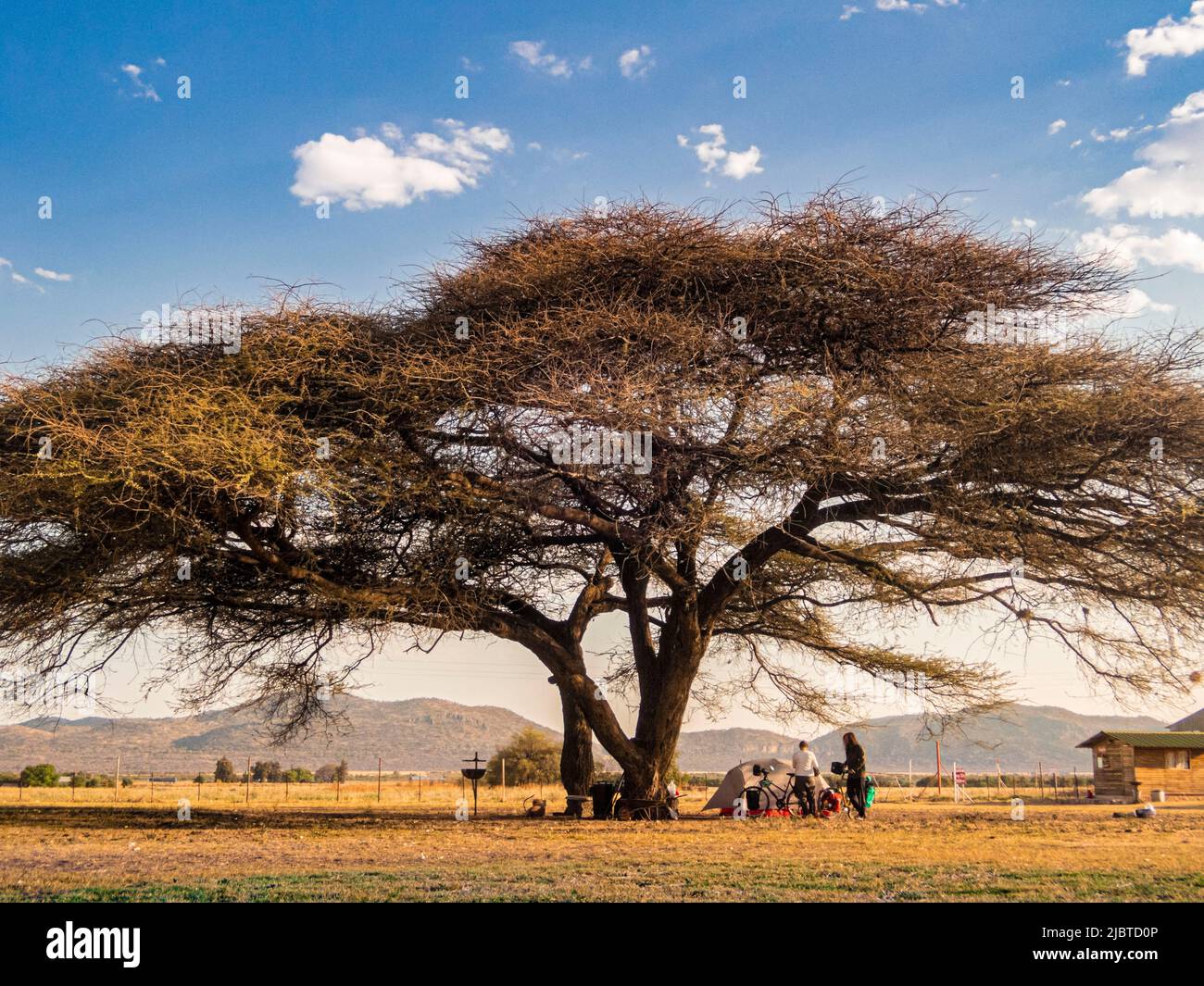 Namibie, région d'Otjozondjupa, Grootfontein, camp de météorite, camp de cyclotourisme sous un grand arbre Banque D'Images