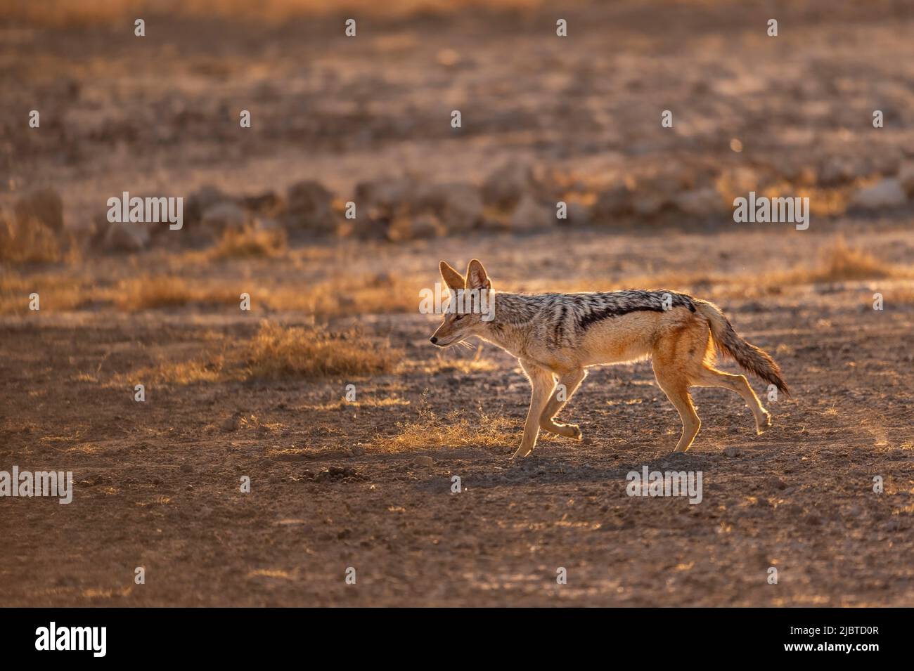 Namibie, région de Kunene, Parc national d'Etosha, trou d'eau de Shudop, Jackal à dos noir (Canis mesomelas) Banque D'Images