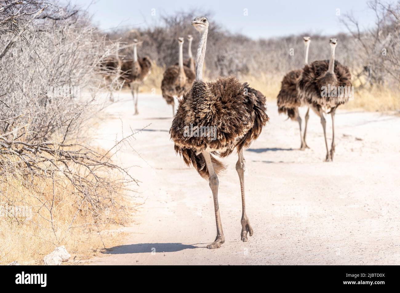 Namibie, région de Kunene, Parc national d'Etosha, bassin d'eau Klein Okevi, Ostrich africain (Struthio camelus) sur la piste Banque D'Images