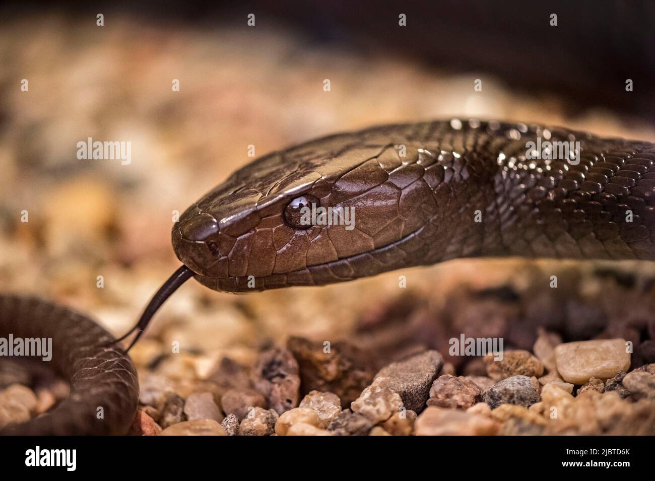 Namibie, Côte des squelettes, région d'Erongo, Swakopmund, Parc des serpents vivarium, Mamba noir (Dendroaspis polylepis) Banque D'Images