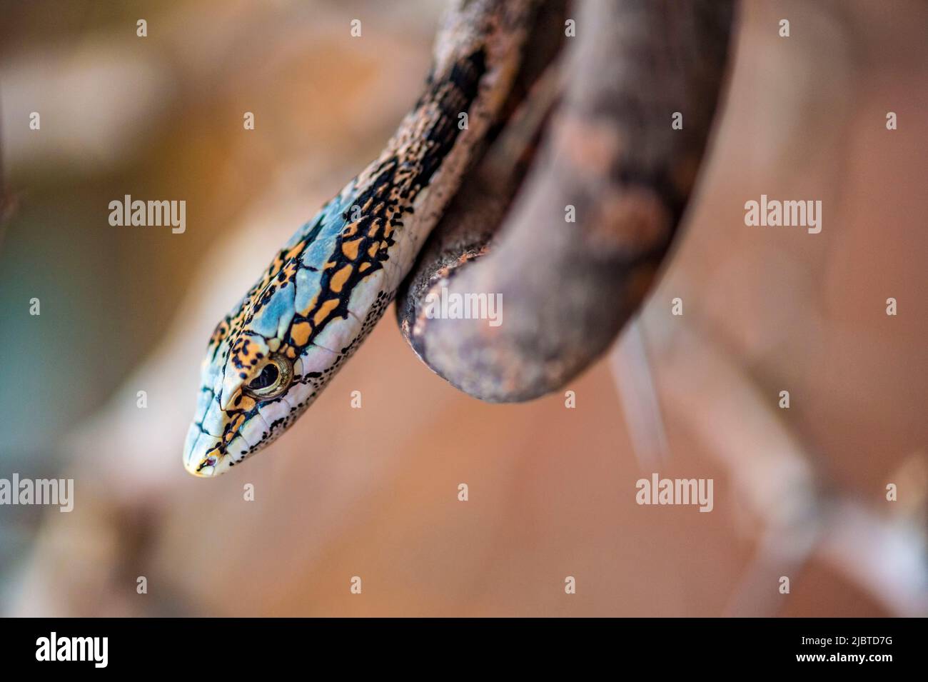 Namibie, Skeleton Coast, région d'Erongo, Swakopmund, parc de Snake vivarium Banque D'Images