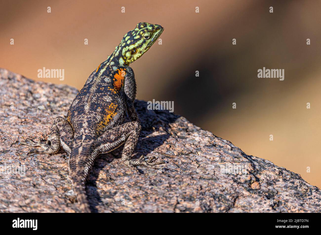 Namibie, région de Kunene, Damaraland, Palmwag, Grootberg, Camp de Hoada, lézard, Rock Agama (Agama agama) femelle Banque D'Images