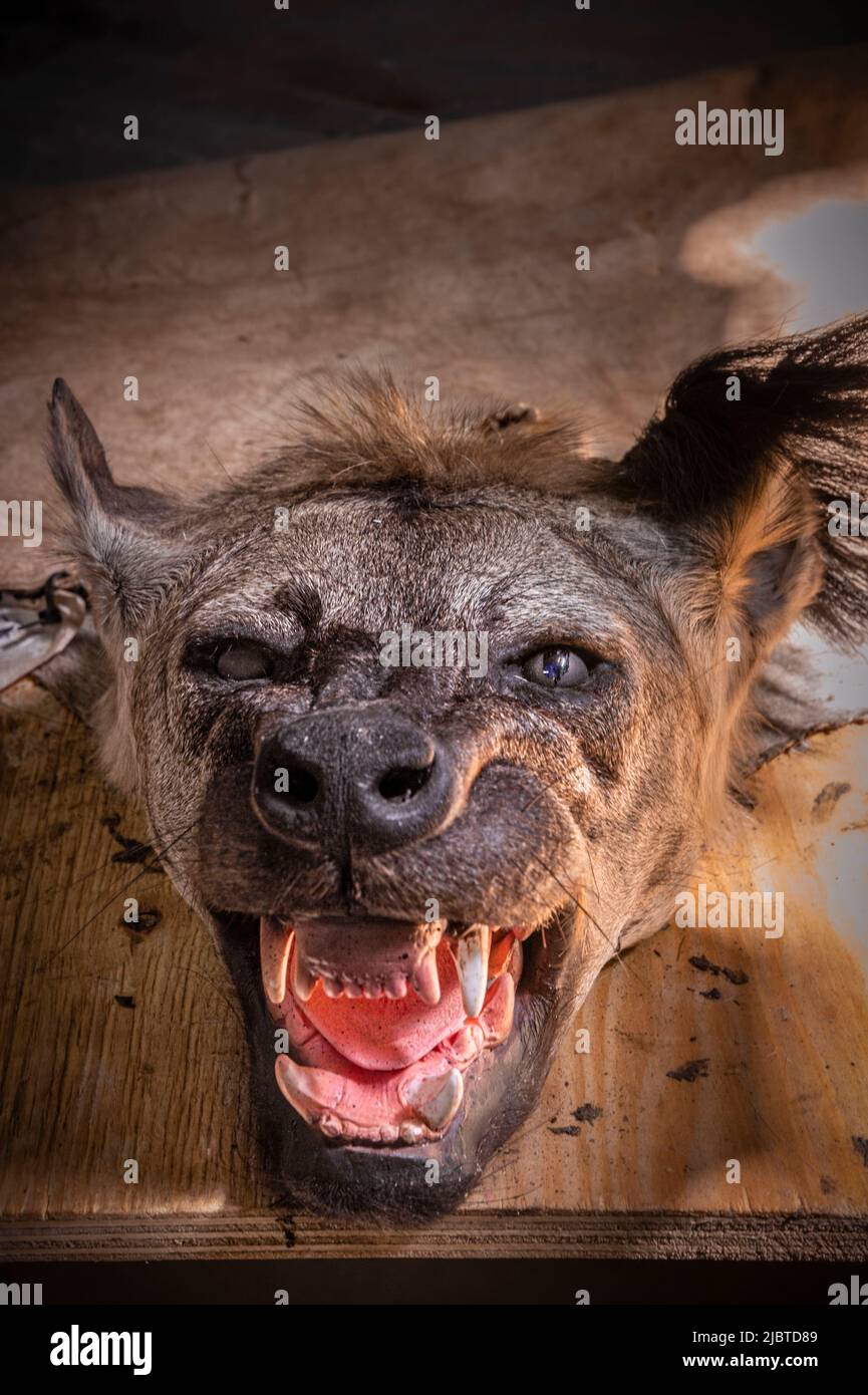 Namibie, région d'Otjozondjupa, Otjiwarongo, Kings Taxidermy, taxidermy atelier pour les trophées de chasse Banque D'Images