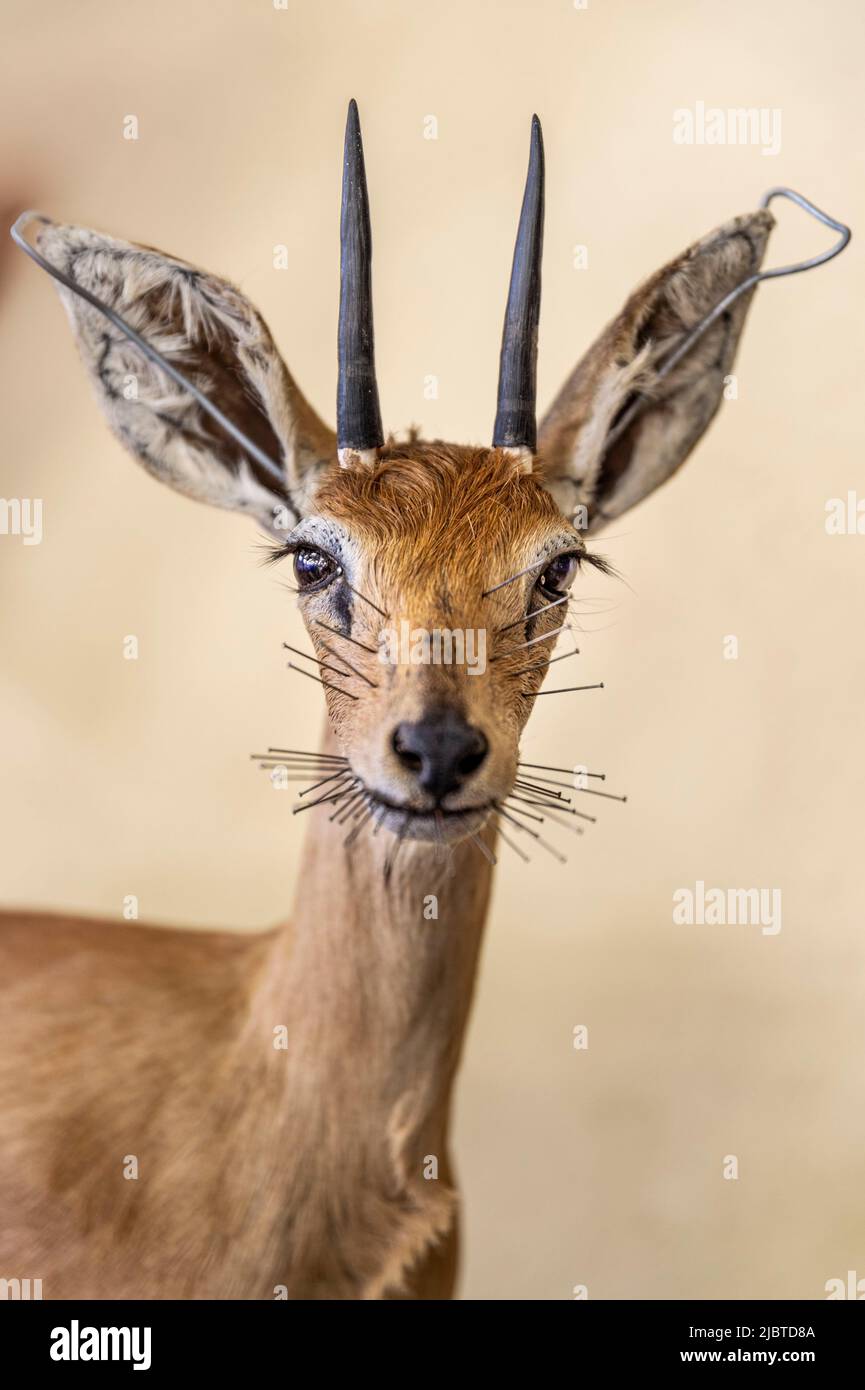 Namibie, région d'Otjozondjupa, Otjiwarongo, Kings Taxidermy, taxidermy atelier pour les trophées de chasse Banque D'Images