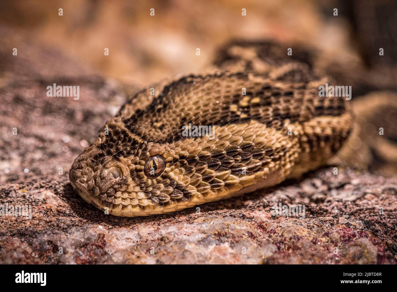 Namibie, Côte des squelettes, région d'Erongo, Swakopmund, Parc des serpents vivarium, Additionneur de bouffée (Bitis arietans) Banque D'Images