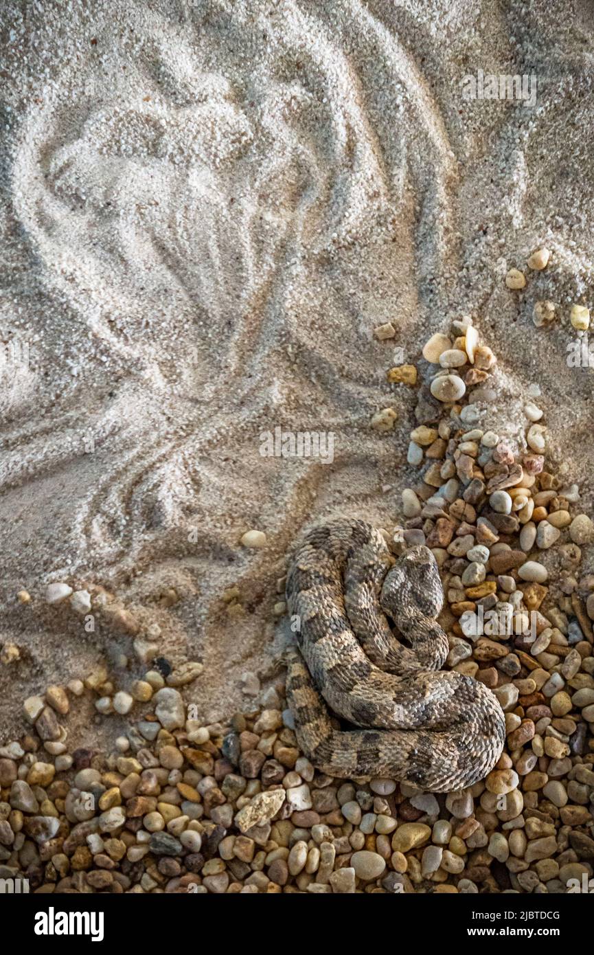 Namibie, région de Khomas, Windhoek, Musée national d'Histoire naturelle, Département d'Herpétologie, Viper à cornes sud-africains (Bitis caudalis) Banque D'Images