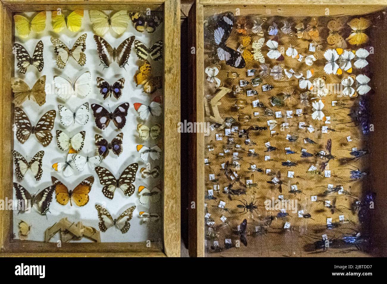 Namibie, région de Khomas, Windhoek, Musée national d'histoire naturelle, collection du Département d'entomologie Banque D'Images