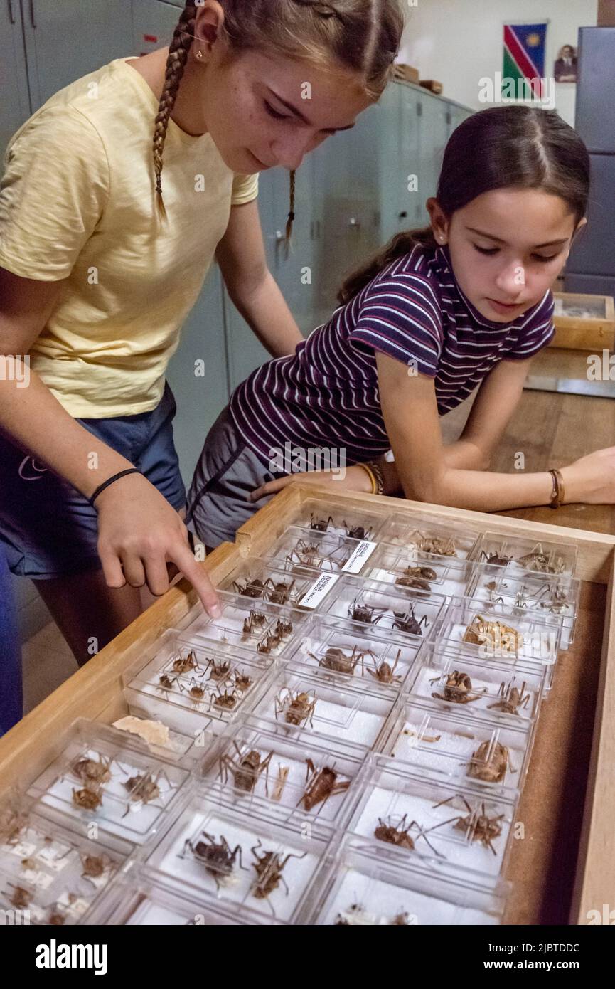 Namibie, région de Khomas, Windhoek, Musée national d'histoire naturelle, collection du Département d'entomologie Banque D'Images