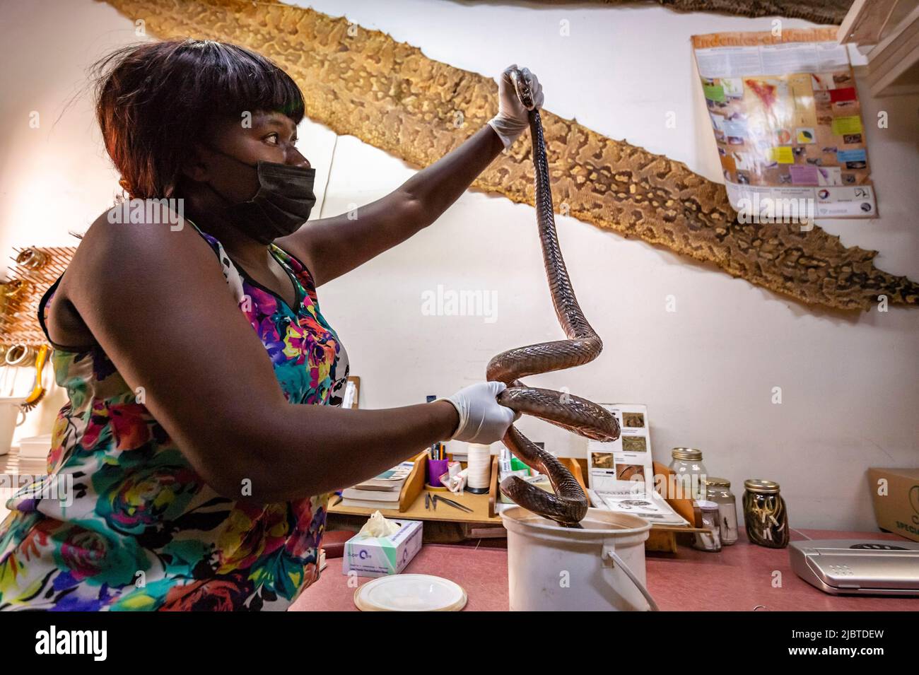 Namibie, région de Khomas, Windhoek, Musée national d'Histoire naturelle, conservateur du département d'herpétologie, Bertha BUISWALERO présente un Mamba noir (Dendroaspis polylepis) avec un venin mortel Banque D'Images