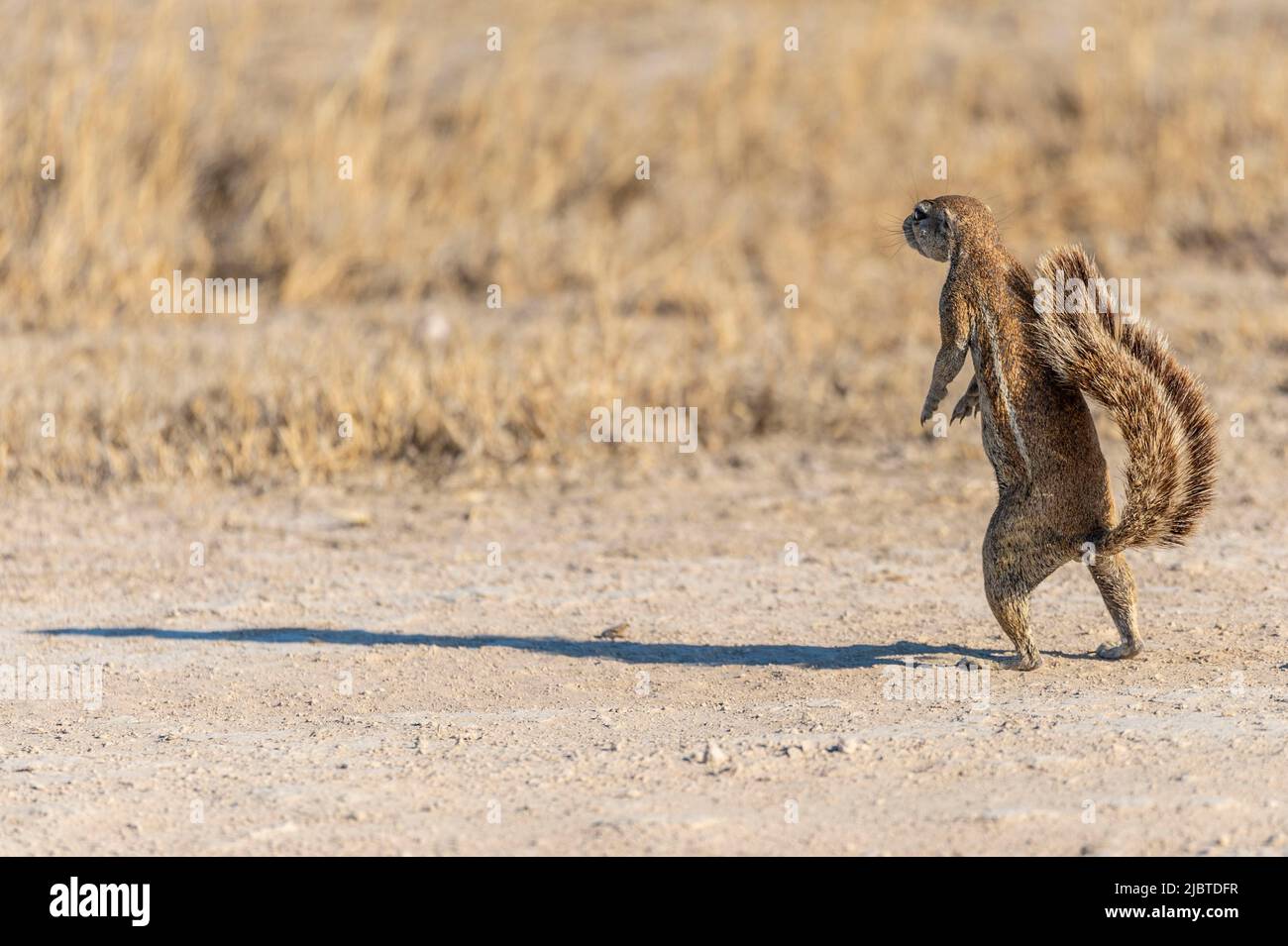 Namibie, région de Kunene, Parc national d'Etosha, écureuil du Cap (Xerus inauris) Banque D'Images