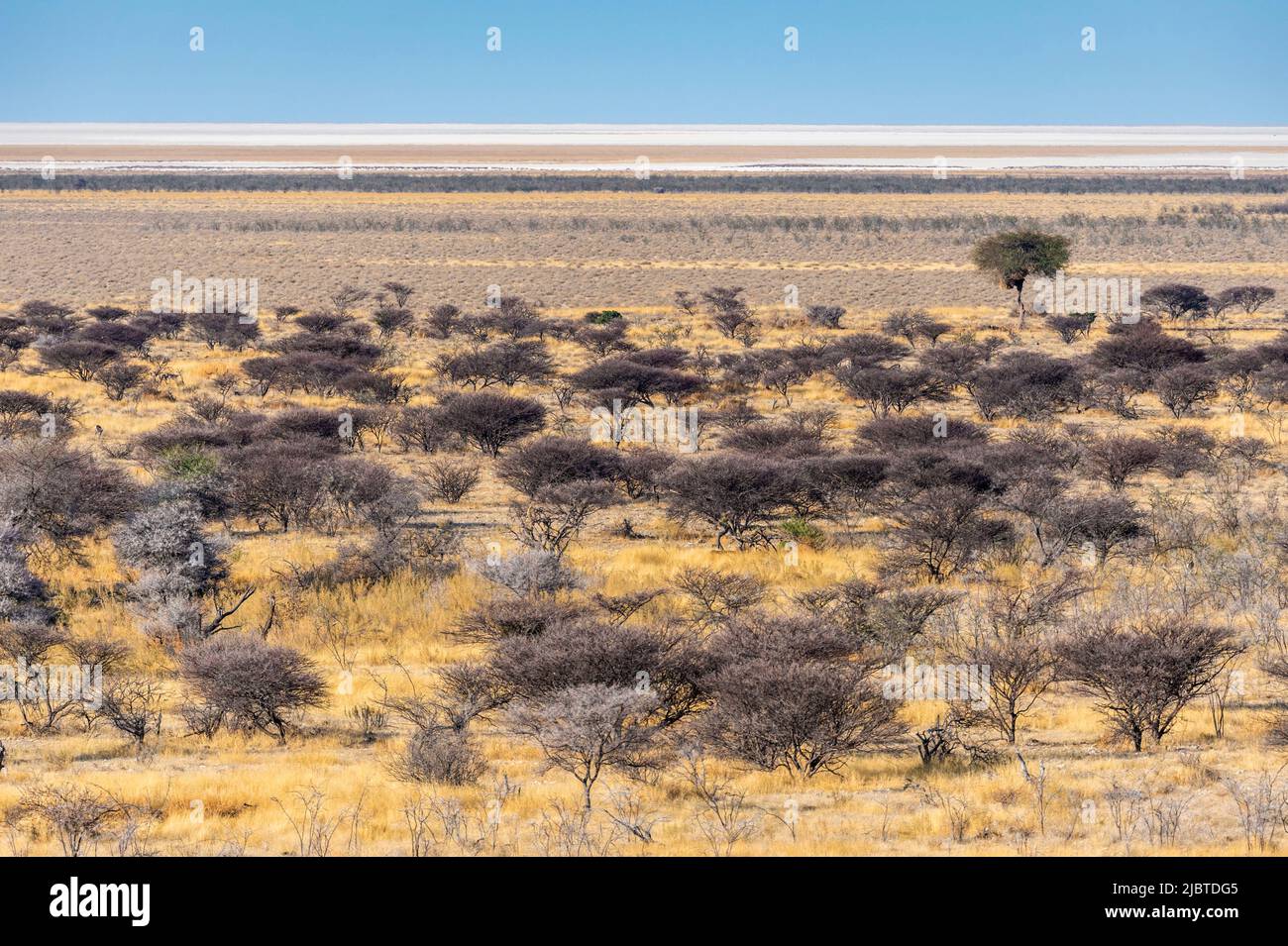 Namibie, région de Kunene, parc national d'Etosha, non loin du camp d'Okaukuejo, paysage de savane boisée et de la casserole, vaste salin Banque D'Images