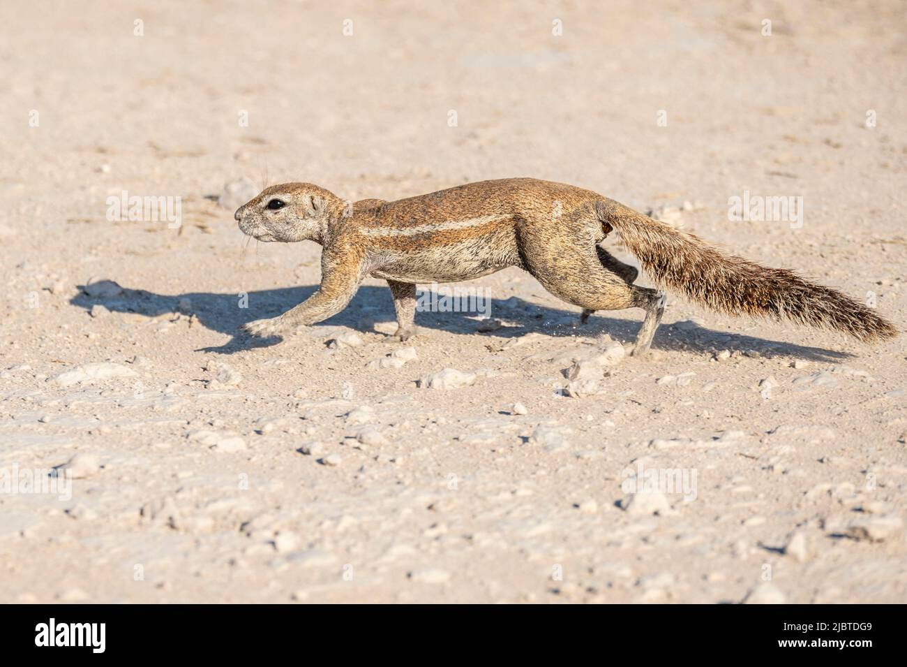 Namibie, région de Kunene, Parc national d'Etosha, écureuil du Cap (Xerus inauris) Banque D'Images