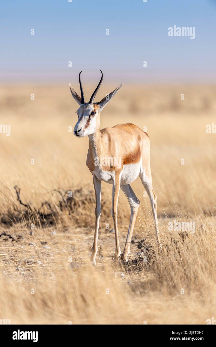 Namibie, région de Kunene, Parc National d'Etosha, Springbok (Antidorcas marsupialis) Banque D'Images
