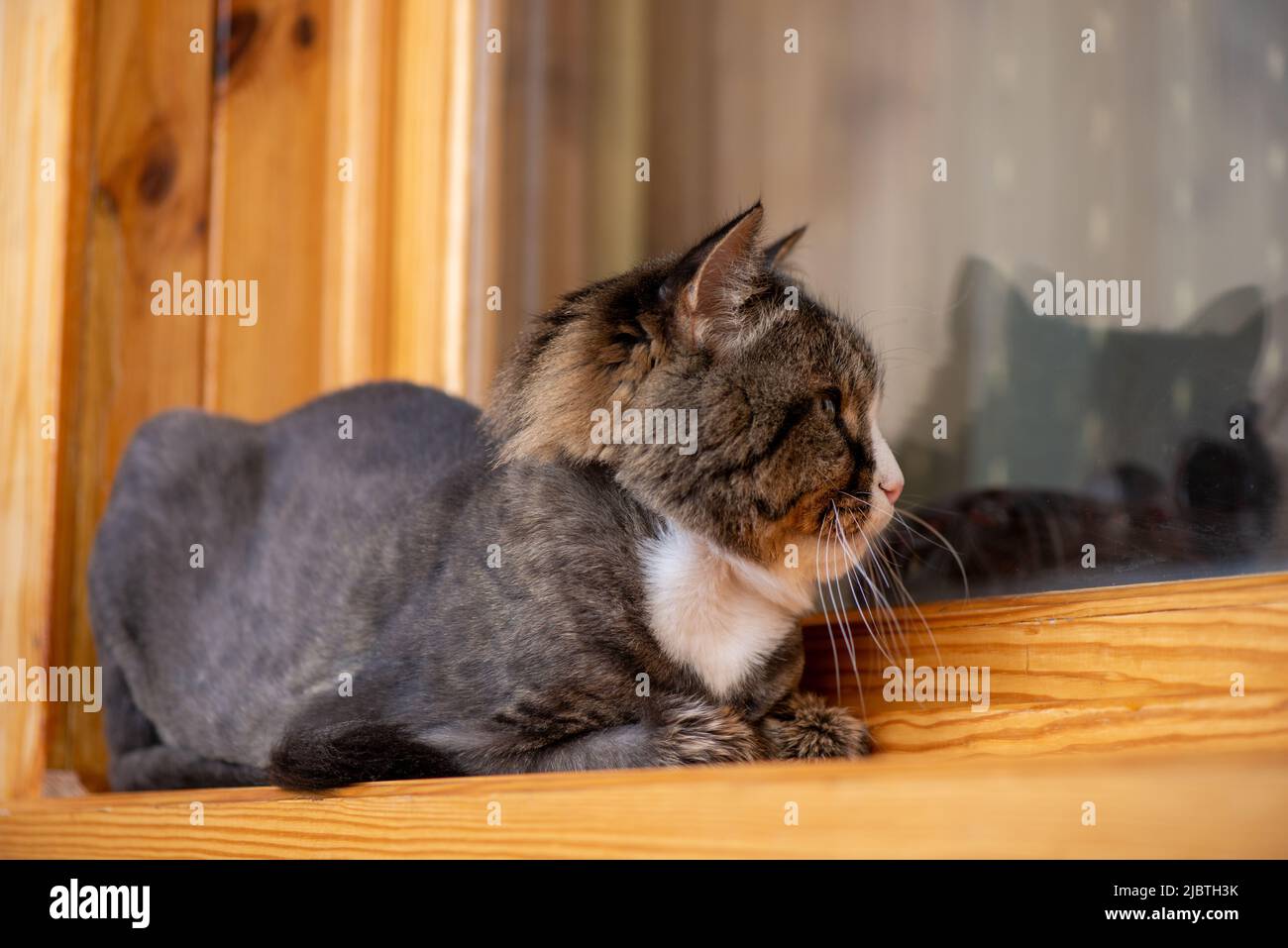 Un chat domestique regarde par la fenêtre de la fenêtre dans l'appartement et attend d'être laissé dedans Banque D'Images