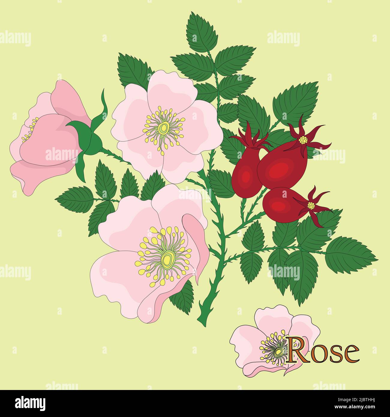 Rosaceae, rose. Illustration d'une plante dans un vecteur avec des fleurs pour la décoration, la création de bouquets, la cuisson de thé médicinal et de fines herbes. Illustration de Vecteur
