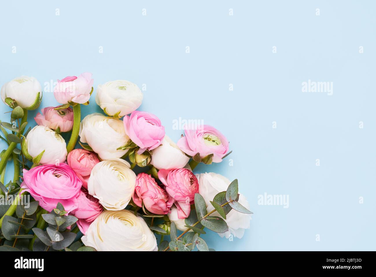 Bouquet de fleurs de ranunculus sur fond bleu. Fête des mères, jour de la Saint-Valentin, concept d'anniversaire. Vue de dessus, espace de copie pour le texte Banque D'Images