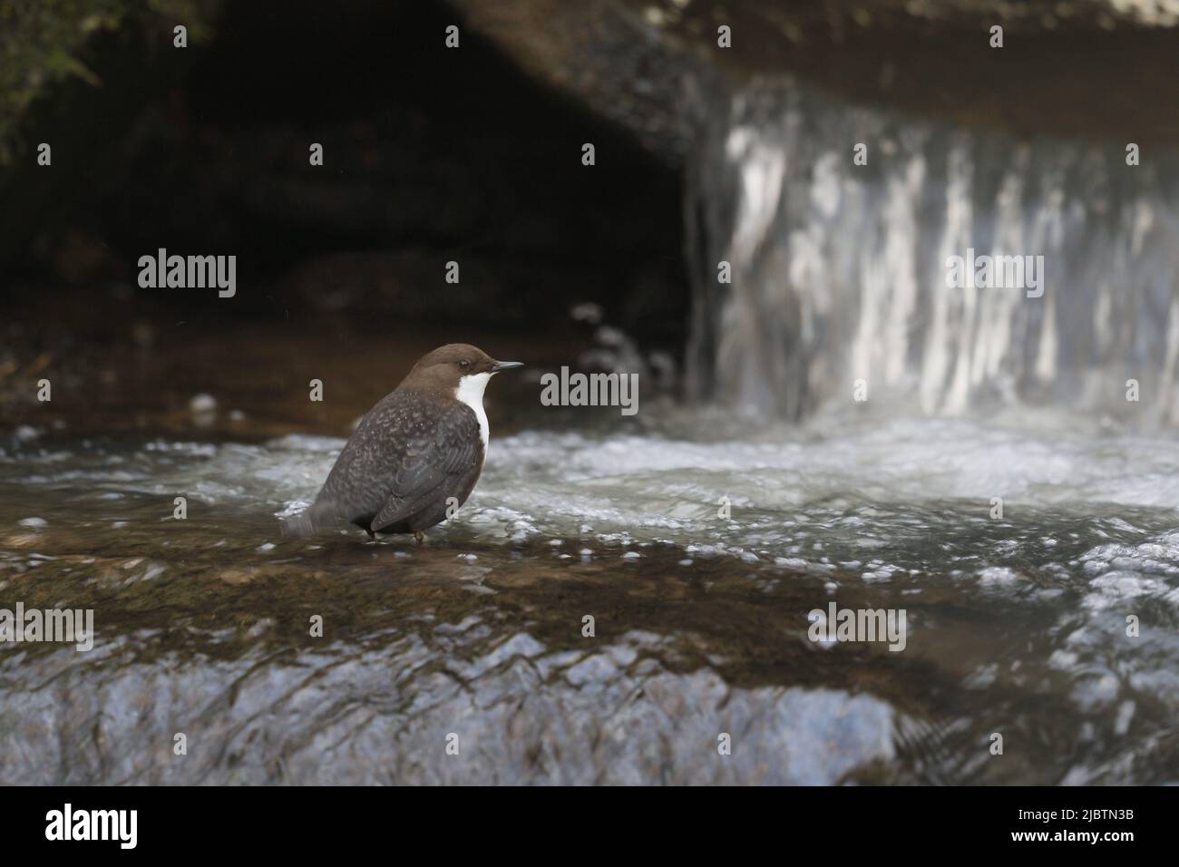 White-throated Dipper Banque D'Images