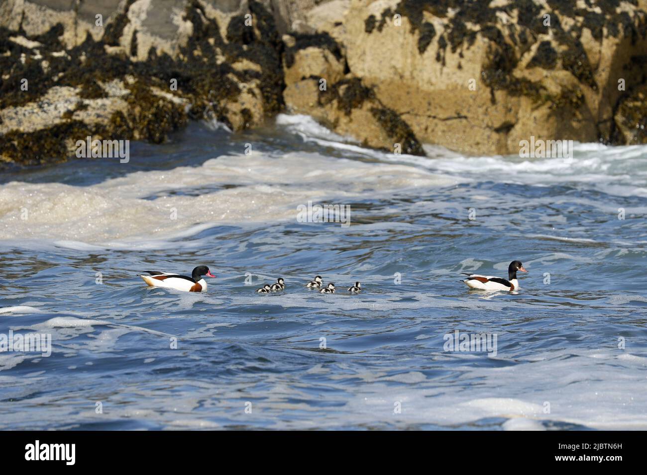 Shelduck commun, paire avec gaines Banque D'Images