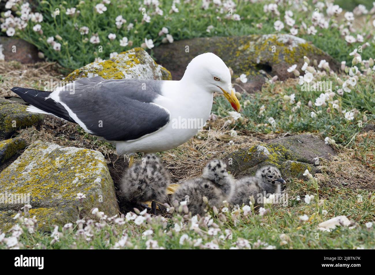 Moins de Black-Backed Gull avec poussins Banque D'Images