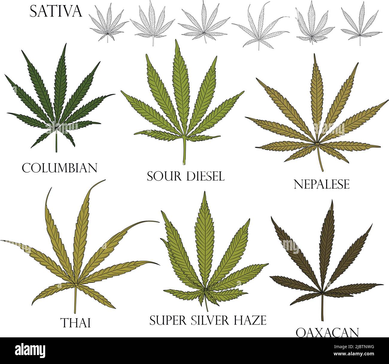 Types de mauvaises herbes. Illustration de différentes feuilles de cannabis Sativa en couleur et en noir pour usage en médecine et en cosmétologie. Illustration de Vecteur