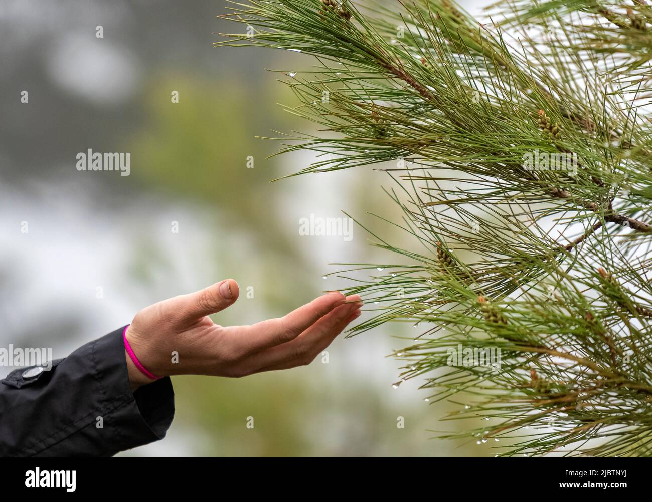 Gros plan de nature touchante avec mise au point sélective. Banque D'Images
