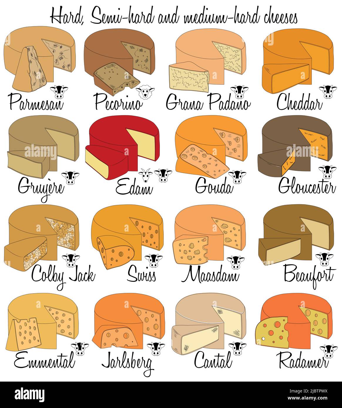 Fromages durs, semi-durs et semi-durs. Colorer les types de fromage dessinés à la main avec les caractéristiques de chaque type. Illustration de Vecteur