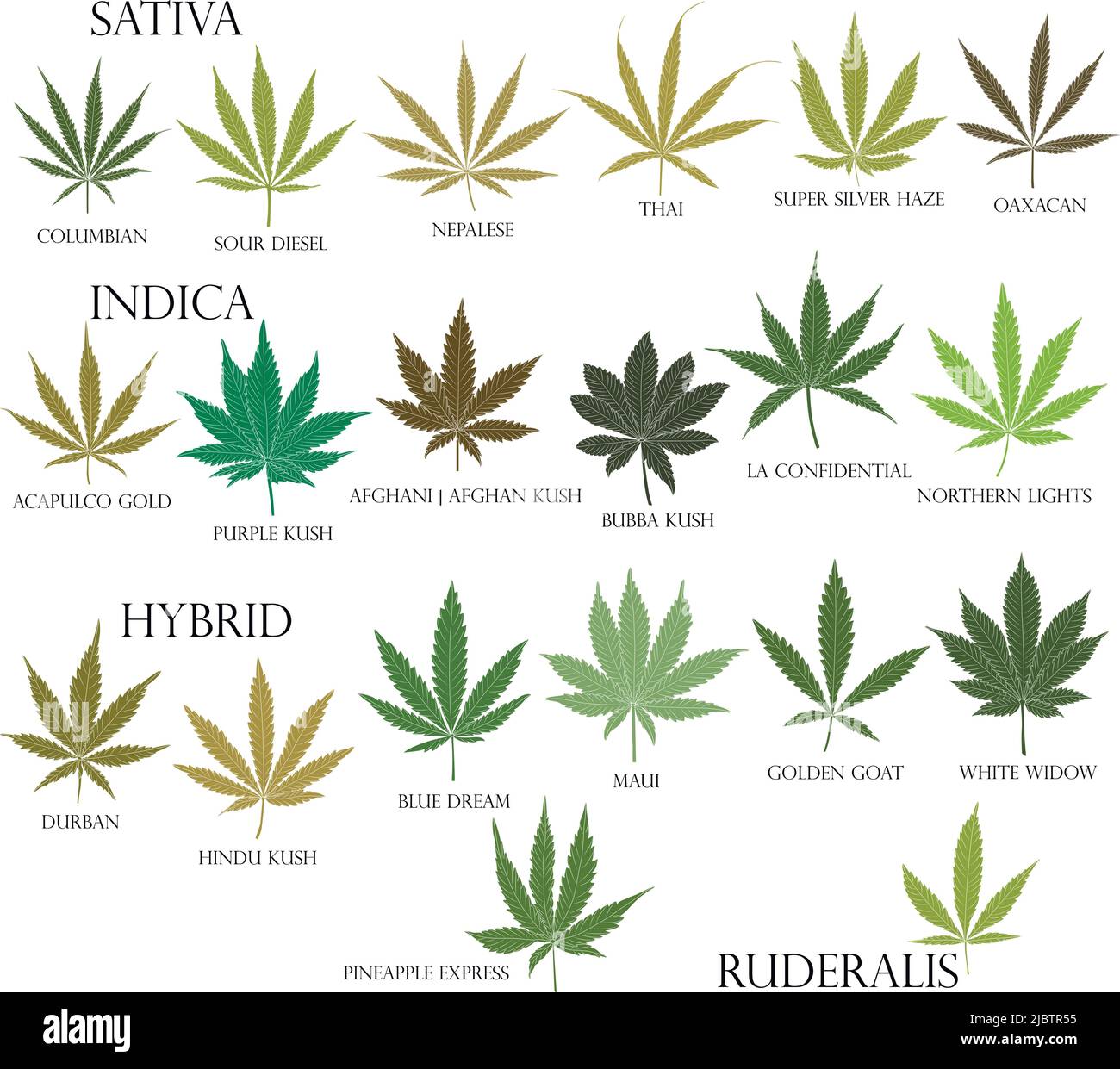 Types de mauvaises herbes. Feuilles de cannabis Sativa, Indica, hybride et Ruderalis en noir pour usage en médecine et en cosmétologie. Illustration de Vecteur
