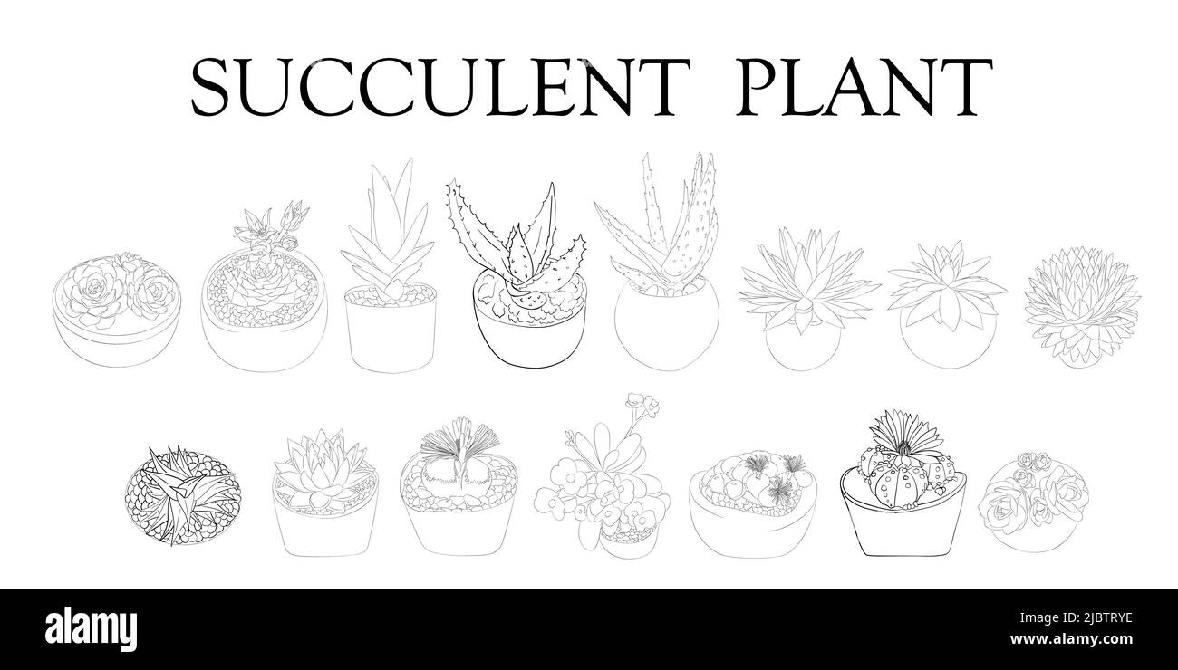 Plante succulente. Illustration des succion. Plantes dessinées à la main. Illustration de Vecteur