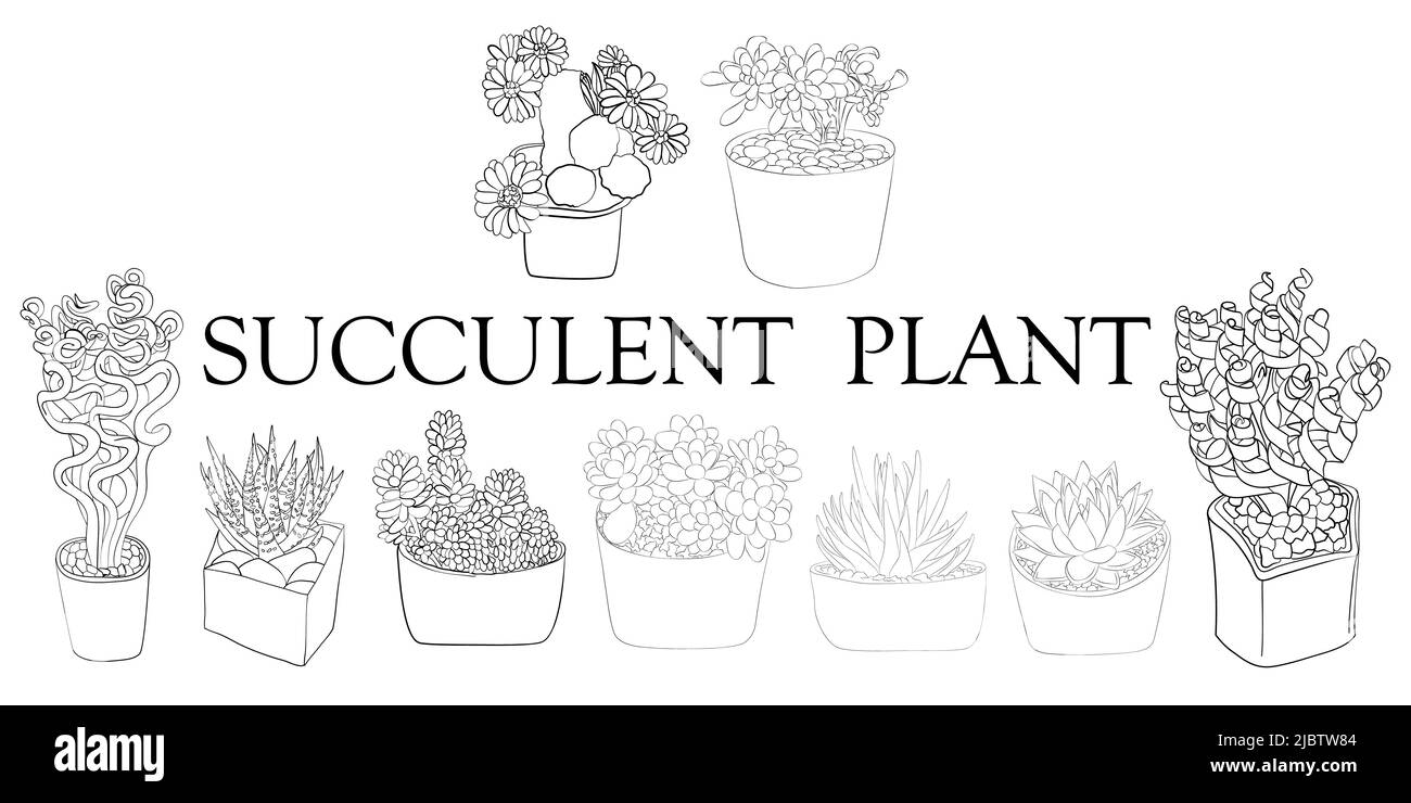 Plante succulente. Illustration des succion. Plantes dessinées à la main. Illustration de Vecteur