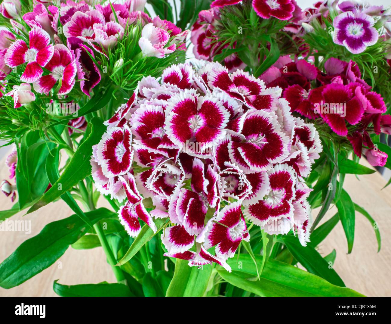 Gros plan de fleurs Sweet William ou Carnation blanches violettes. Nom latin : Dianthus barbatus. Banque D'Images