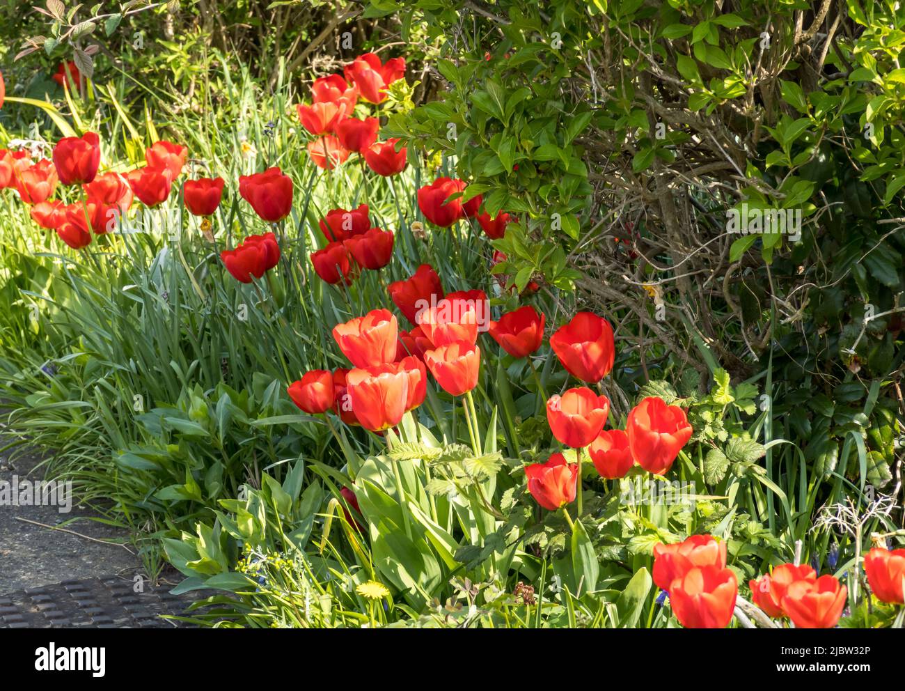 Tulipes rouges à la frontière du jardin Banque D'Images