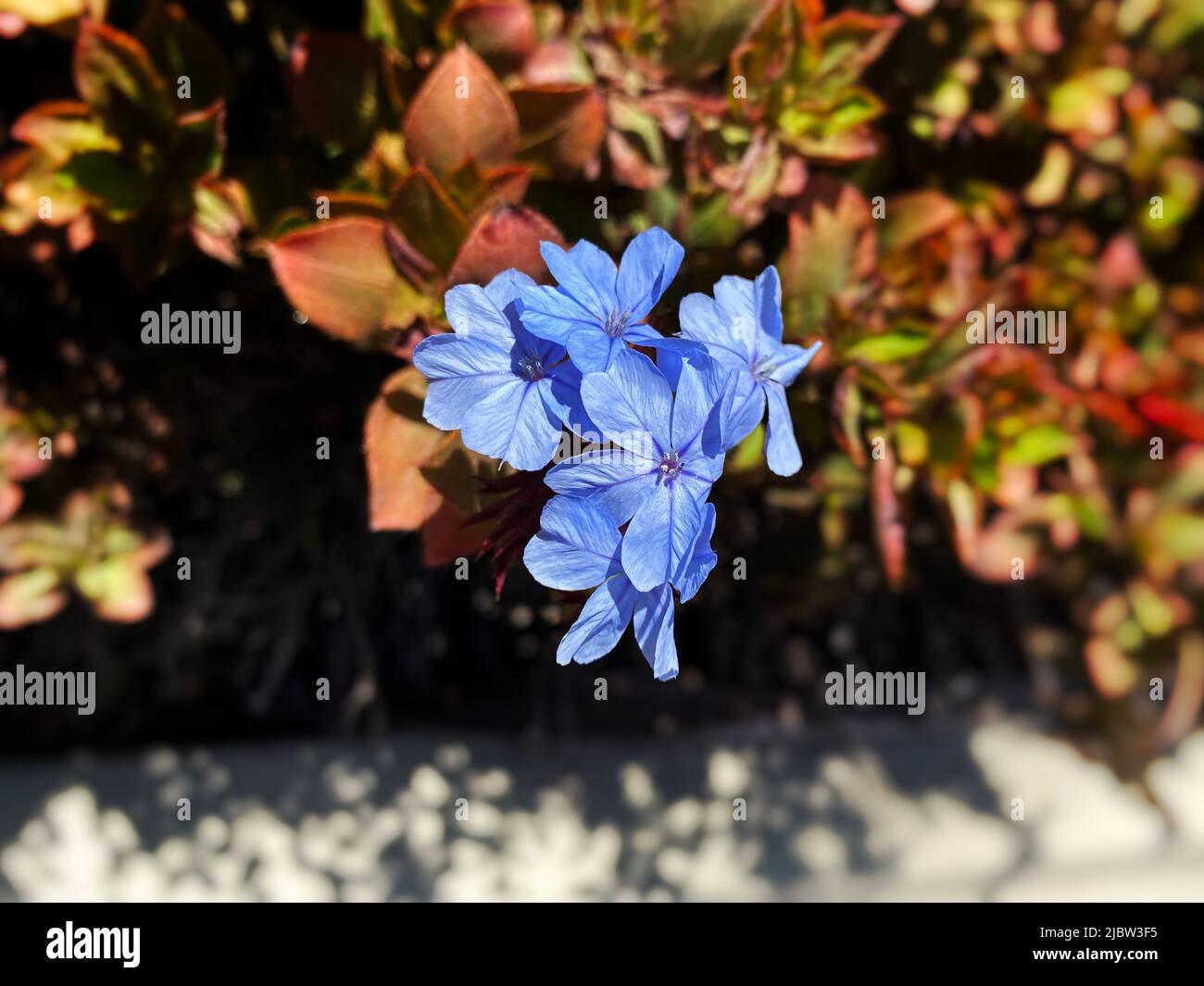Cape leadwort, Plumbago auriculata Banque D'Images