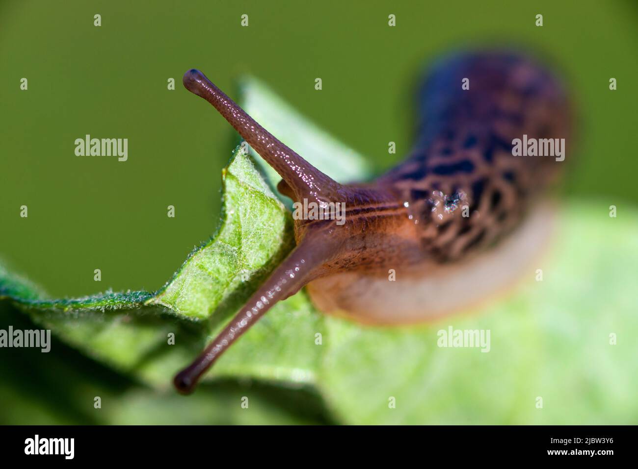 Escargot sans coquille. Limax maxima de léopard, famille des Limacidae, ramper sur les feuilles vertes. Printemps, Ukraine, mai. Photo de haute qualité Banque D'Images