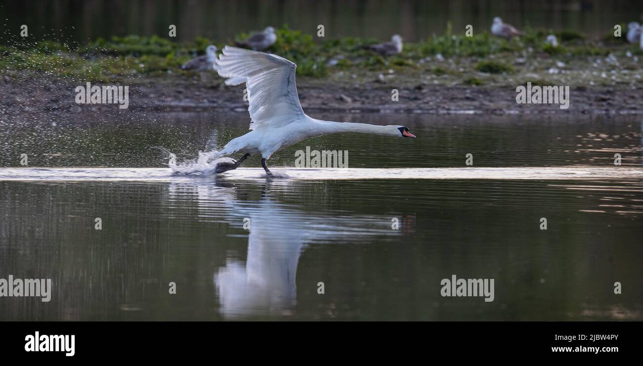 Un cygne muet , marchant sur l'eau , comme il commence à se retirer , avec beaucoup d'éclaboussures . Suffolk.R.-U. Banque D'Images