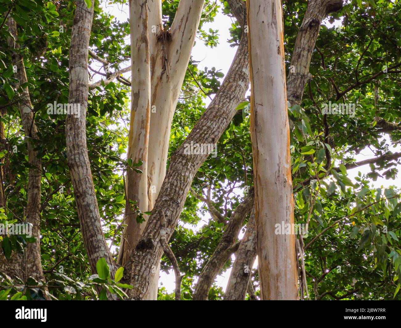 Egzotique, de beaux arbres dans le parc national de la baie de Jozani Chwaka sur l'île d'Unguja, l'île principale de l'archipel de Zanzibar. C'est le seul niveau national Banque D'Images