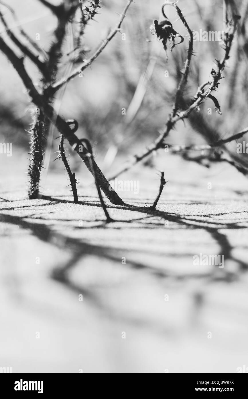 Brousse séchée avec des épines sur la rive du lac dans du sable fin brun. Messagers de printemps. Banque D'Images