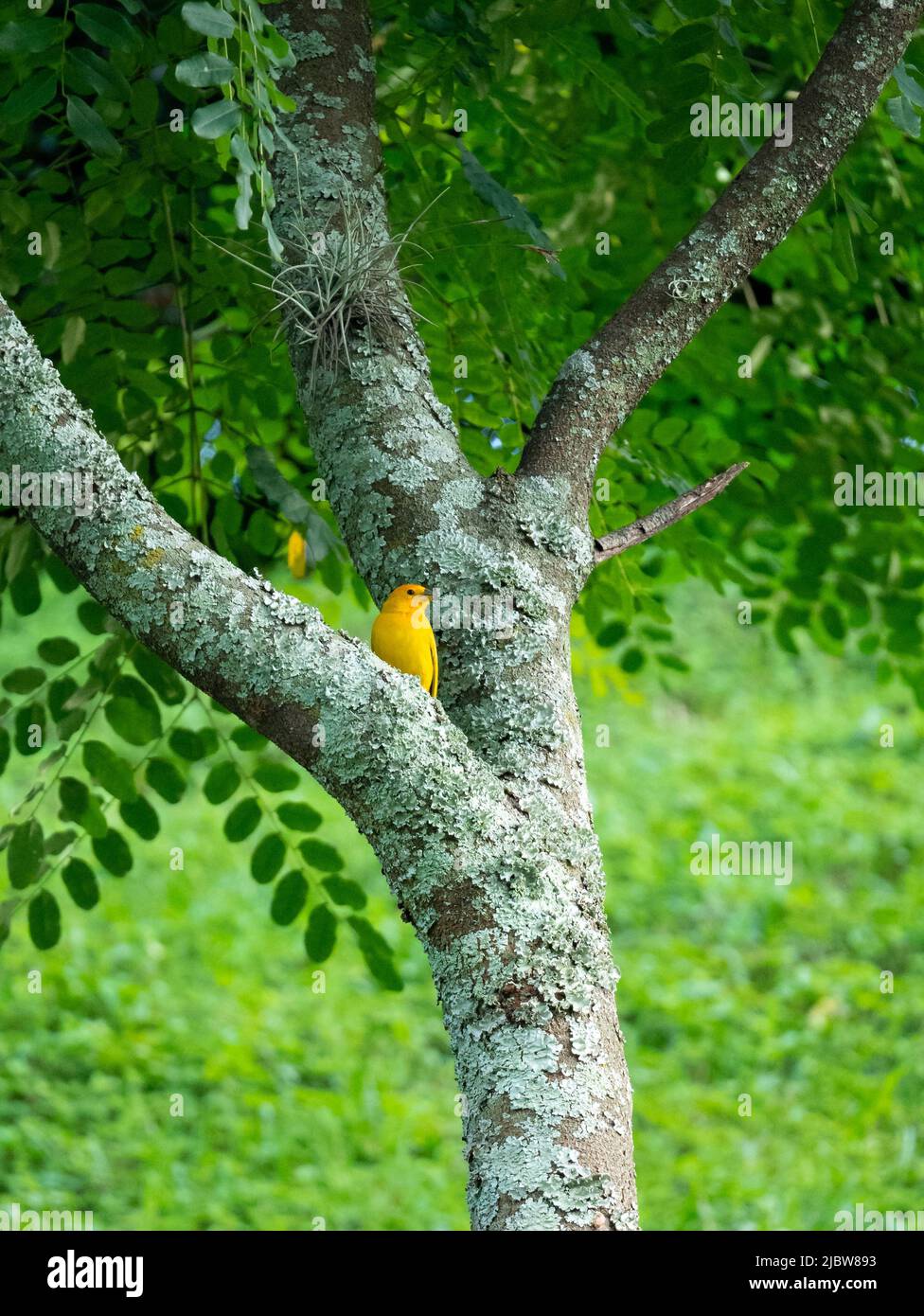 La Faffron (Sicalis flaveola), l'oiseau jaune est sur l'arbre Banque D'Images