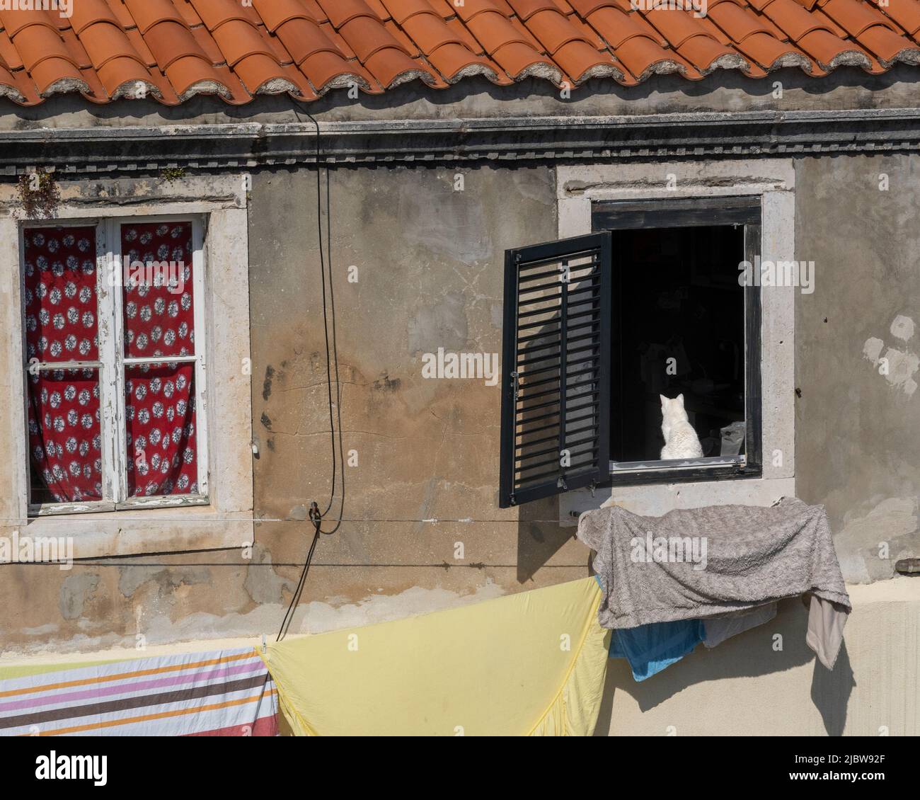 Chat blanc dans la fenêtre au-dessus séchage de la lessive sur Clothesline, vieille ville, Dubrovnik, Croatie Banque D'Images