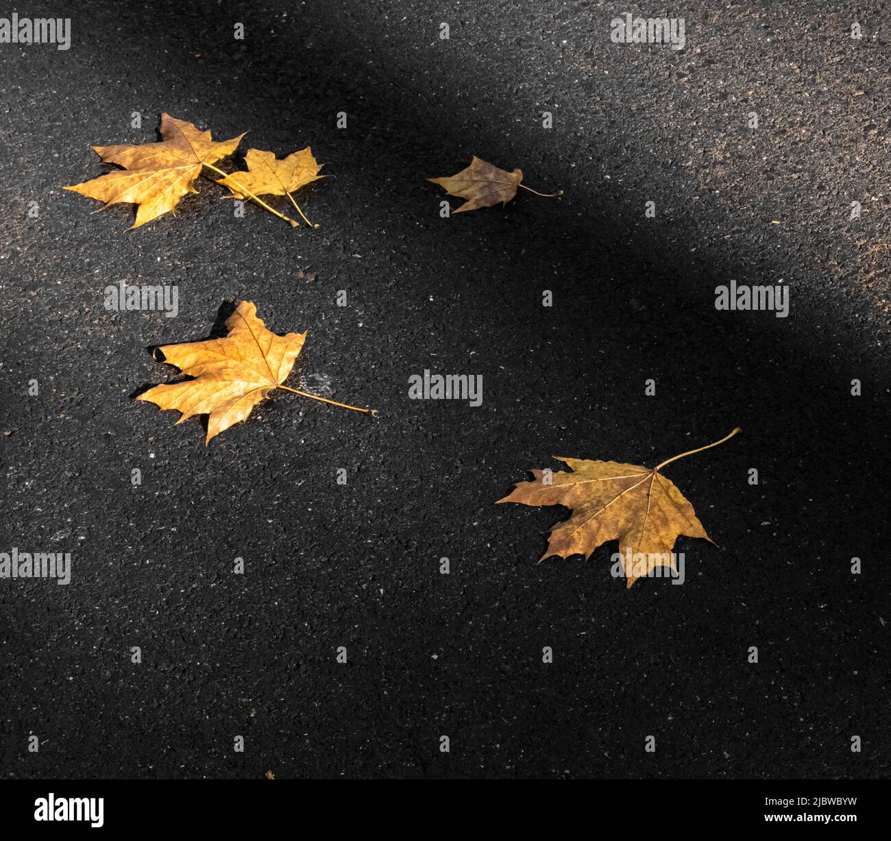 5 feuilles d'érable jaune couchés au hasard dans la rue avec une pluie de soleil en automne, comté de Lancaster, Pennsylvanie Banque D'Images