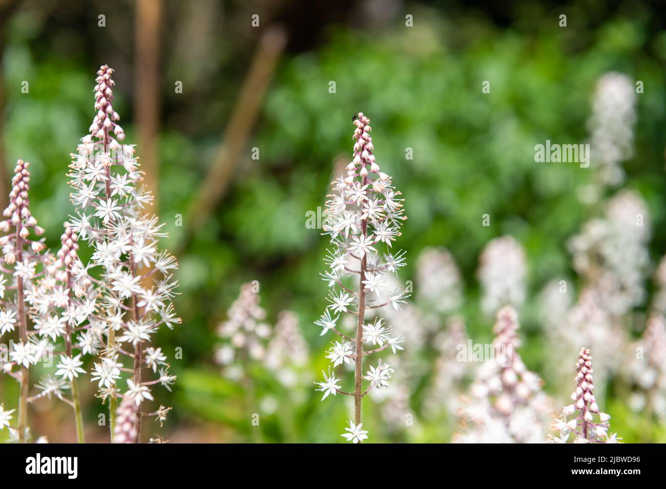 Gros plan des fleurs de mousse de heartleaf (tiarella cordifolia) en fleurs Banque D'Images