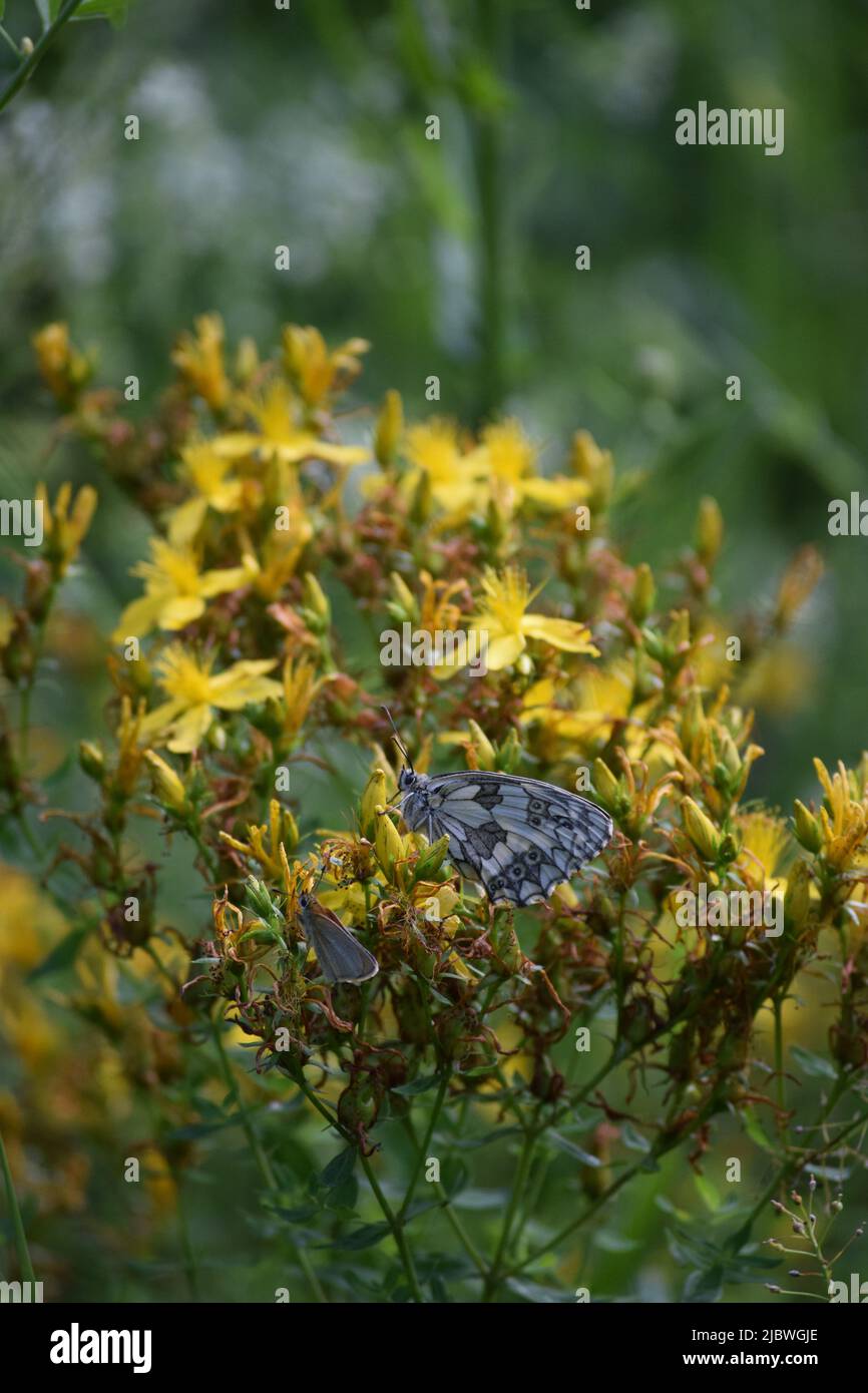 Skipper et Marbled White sur St. John' Wort Banque D'Images