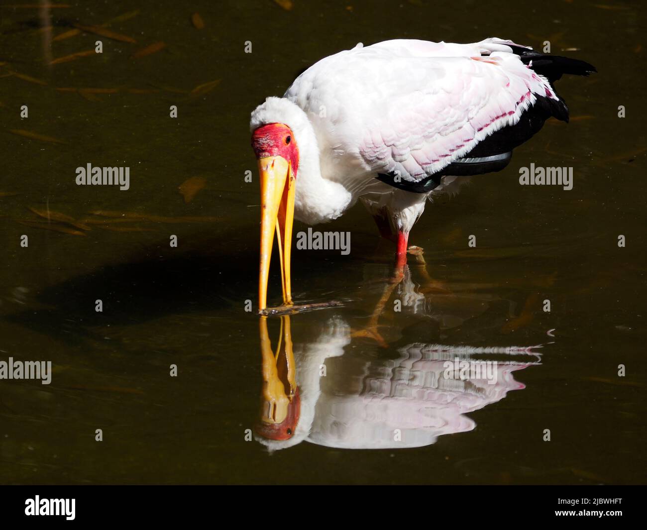 Cigogne à bec jaune (Mycteria ibis) marchant dans un étang avec le bec ouvert et le grand reflet sur l'eau Banque D'Images
