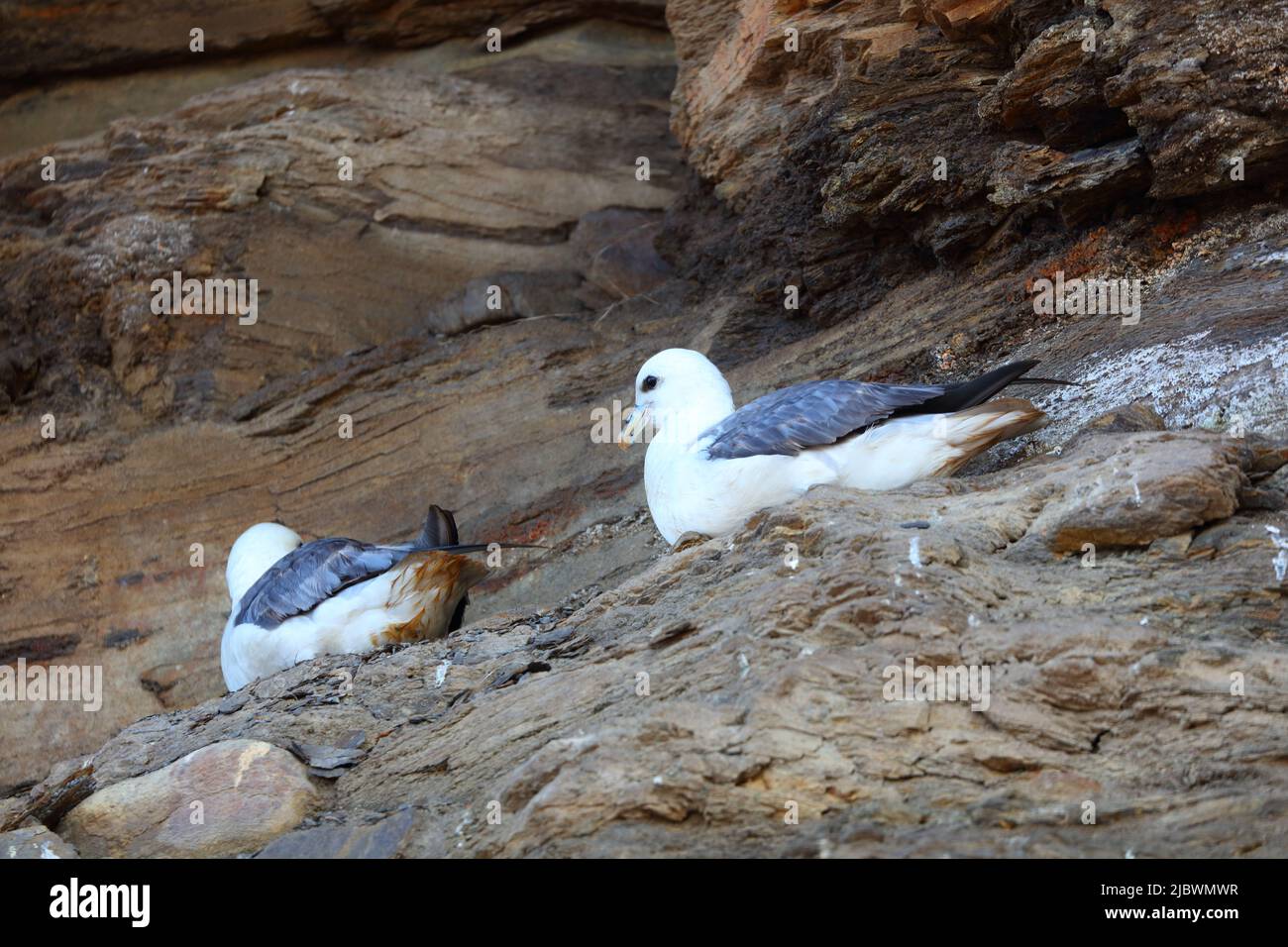 Paire de Fulmars nichant sur les falaises de Runswick Bay, North Yorkshire, Angleterre, Royaume-Uni. Banque D'Images