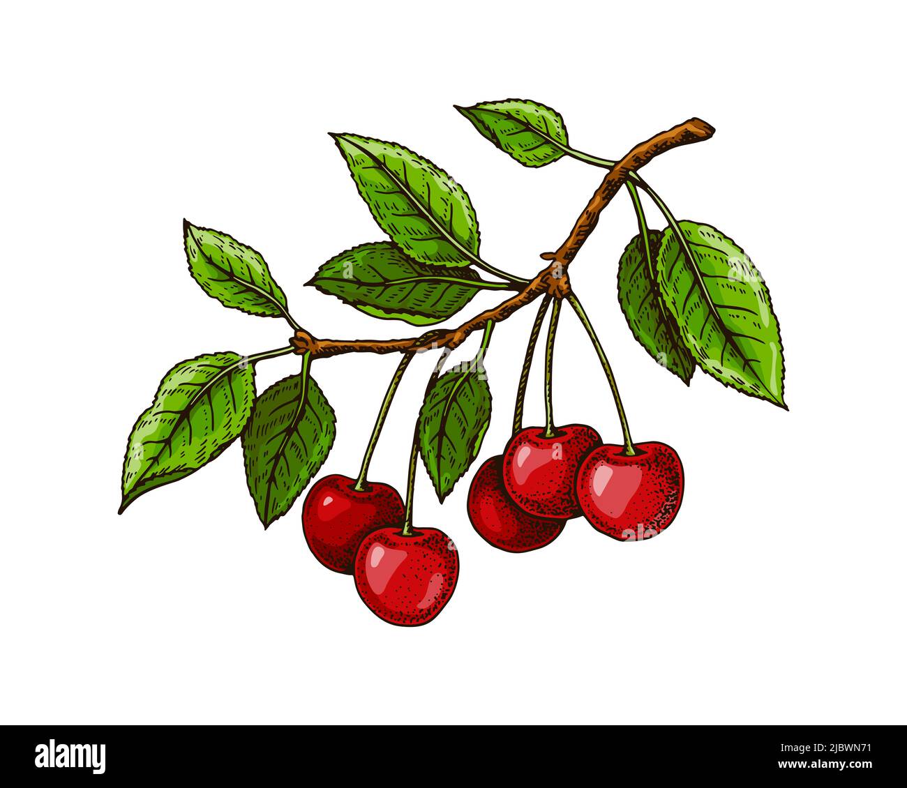 Branche de cerise tirée à la main avec baies rouges et feuilles isolées sur blanc. Illustration vectorielle dans un style d'esquisse coloré Illustration de Vecteur