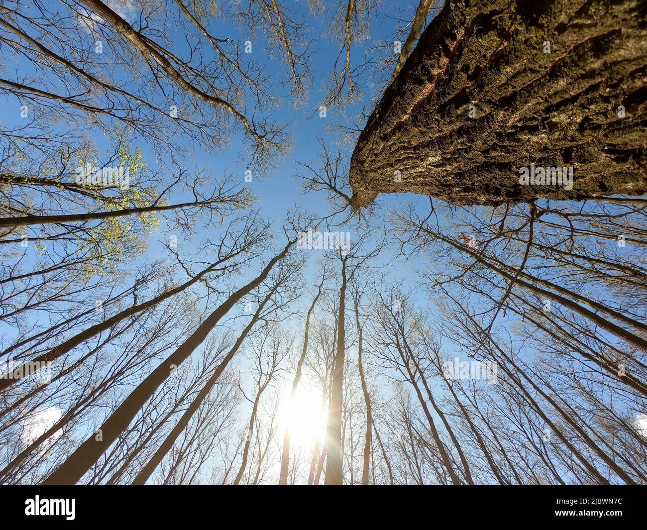 Forêt de chênes au printemps, vue de dessous. Mise au point sélective. Banque D'Images