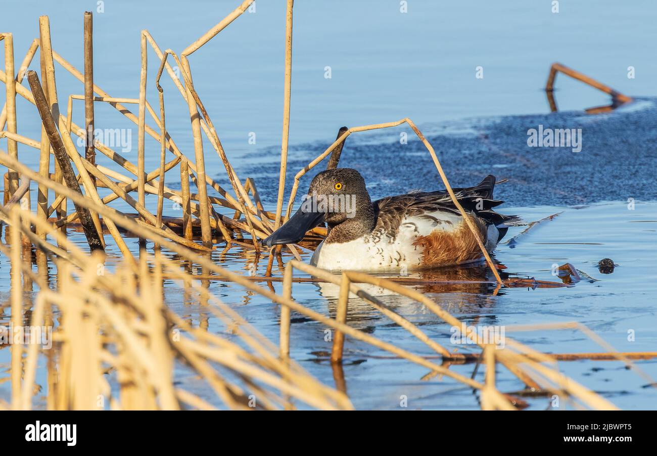 Le Canard souchet Drake en Alaska Banque D'Images