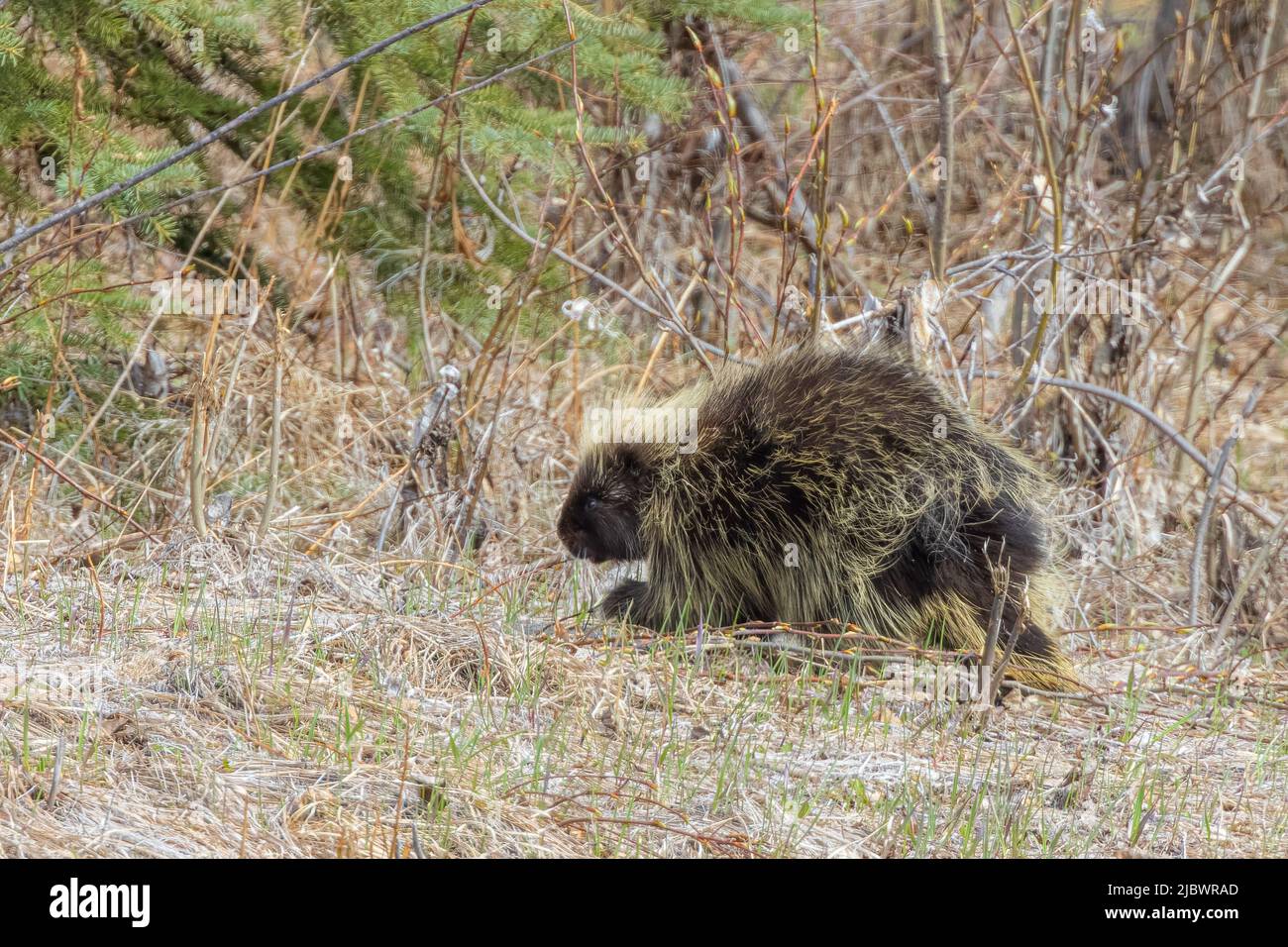 Une Porcupine à Fairbanks, en Alaska Banque D'Images